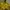 AMI Paris Fairy Casual Windbreaker Pria Yellow