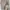 New Balance Skater Sportswear Sweatshirt Pria cream photo 3