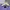Hugo Boss Luxury Polo shirt Pria purple photo 6