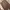 Dickies Casual Casual pants Pria brown gray photo 4