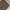 Dickies Casual Casual pants Pria brown photo 3
