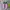 Puma Streetwear Sneakers Wanita green pink photo 3