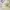 Dickies Casual Casual pants Pria cream photo 4