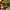 Skater Formal Shirt Pria Yellow