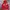 Vintage Streetwear Hoody Pria Red