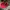 Casual Hat Pria red photo 5