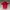 Adidas Sportswear Casual Jersey Pria red photo 1