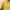 Casual Shirt Wanita yellow photo 3