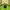 Umbro Streetwear Sportswear Windbreaker Pria green black photo 6