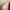 Casual Baju muslim Wanita white brown photo 2
