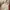 Casual Baju muslim Wanita white brown photo 4
