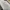 Dickies Casual Casual pants Pria cream photo 5