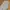 Dickies Casual Casual pants Pria cream photo 4