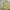 Vintage Harrington jacket Pria yellow photo 2
