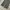 Uniqlo Casual Casual pants Pria gray photo 5