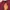 New Era Casual Shirt dress Wanita burgundy photo 1