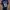 Adidas Sportswear Jersey Pria navy photo 2
