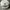 Adidas Sportswear Casual Hat Pria white photo 2