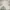 ZARA Luxury Midi dress Wanita white photo 1