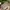Carhartt Indie Casual Hat Pria cream photo 2