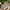 Carhartt Indie Casual Hat Pria Cream