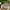 Carhartt Indie Casual Hat Pria cream photo 1