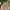 Carhartt Indie Casual Hat Pria cream photo 3
