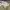 Dickies Streetwear Casual Casual pants Pria khaki photo 6