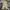 Dickies Streetwear Casual Casual pants Pria khaki photo 4