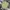 Dickies Streetwear Casual Casual pants Pria khaki photo 1