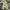 Dickies Streetwear Casual Casual pants Pria khaki photo 3