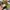 VANS Streetwear Casual Sneakers Pria white photo 6