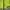 Nike Vintage Sportswear Jersey Pria green photo 4