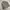 Grooverhyme Casual Puffer jacket Pria tan photo 3