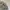 Grooverhyme Casual Puffer jacket Pria tan photo 6