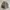 Grooverhyme Casual Puffer jacket Pria tan photo 2