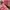 Adidas Indie Casual Sneakers Wanita red pink photo 2