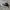 Converse Casual Sneakers Pria white black photo 2