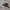Converse Casual Sneakers Pria burgundy red photo 1