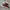 Converse Casual Sneakers Pria Burgundy Red