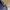 Lacoste Vintage Casual Bomber jacket Pria navy photo 7