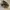 Nike Streetwear Sportswear Sneakers Pria brown black photo 1