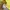 Nike Streetwear Sportswear Sweater Pria yellow photo 5