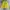 Nike Streetwear Sportswear Sweater Pria yellow photo 2