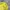 Nike Streetwear Sportswear Sweater Pria yellow photo 1