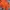 Converse Sportswear Minimalist Fleece Wanita Orange