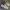 Dickies Streetwear Sportswear Sneakers Wanita white cream photo 1