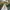 Luxury Fairy Evening dress Wanita green photo 4