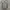 Dickies Indie Jumper Pria gray photo 1