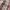 Burberry Vintage Streetwear T-shirt Pria red gray photo 3
